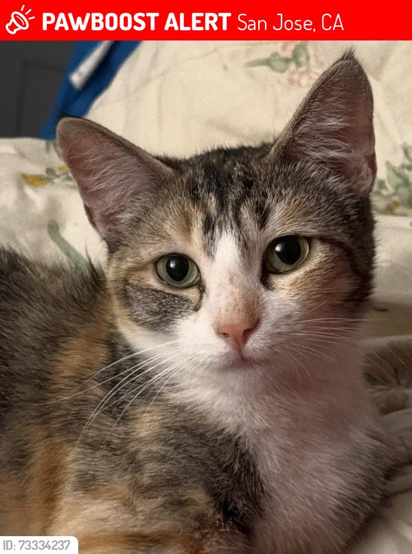 Lost Female Cat last seen Winchester Blvd, 280 North ramp, San Jose, CA 95128