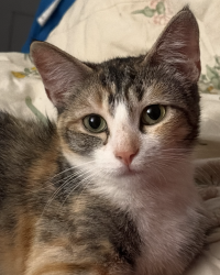 Lost Female Cat last seen Winchester Blvd, 280 North ramp, San Jose, CA 95128