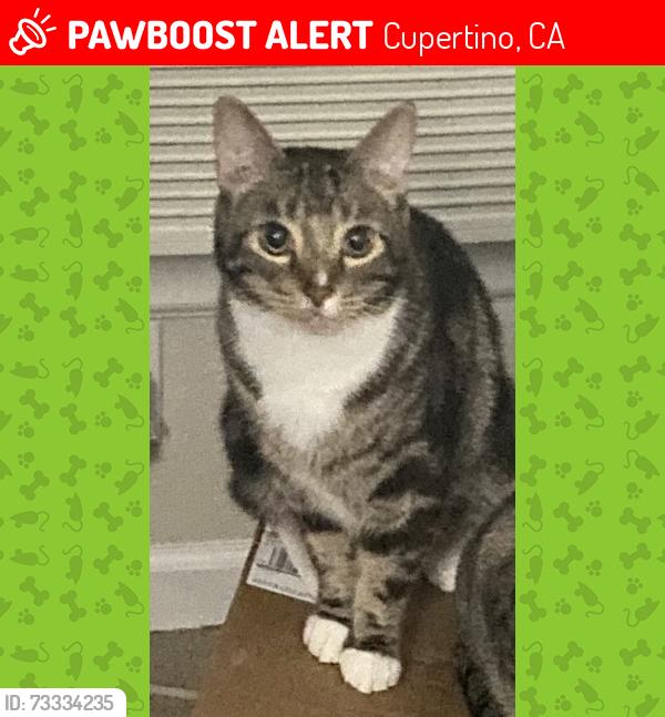 Lost Male Cat last seen Near Alpine Dr Cupertino, Cupertino, CA 95014