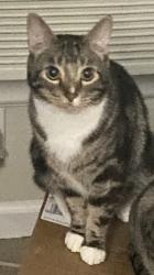 Lost Male Cat last seen Near Alpine Dr Cupertino, Cupertino, CA 95014