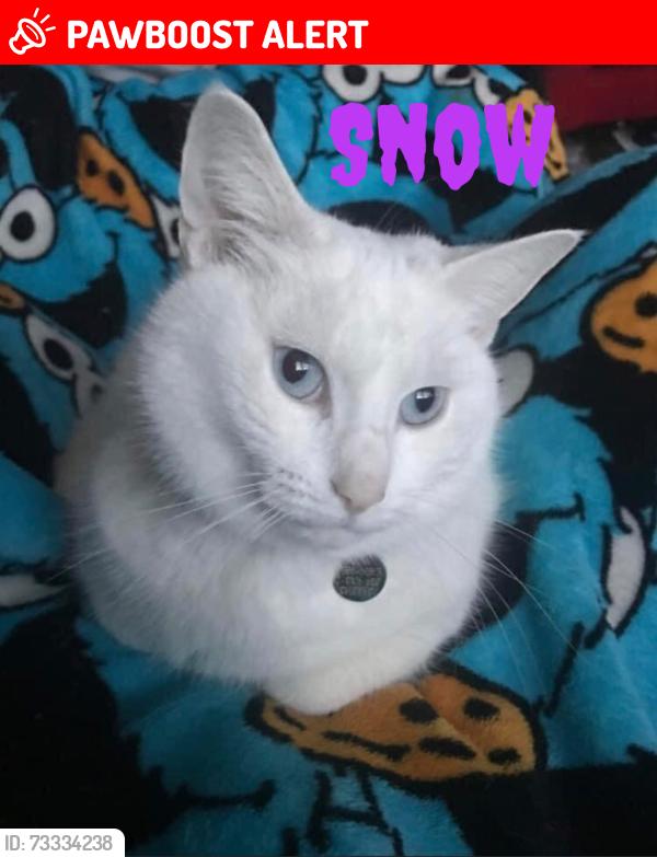Lost Female Cat last seen Cotswold close, Sibford Ferris, England OX15 5QP