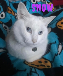 Lost Female Cat last seen Cotswold close, Sibford Ferris, England OX15 5QP