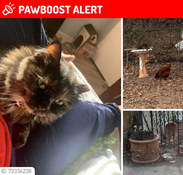 Lost Female Cat last seen 13th street and old bayside rd, Chesapeake Beach, MD 20732