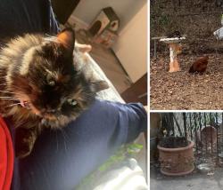Lost Female Cat last seen 13th street and old bayside rd, Chesapeake Beach, MD 20732