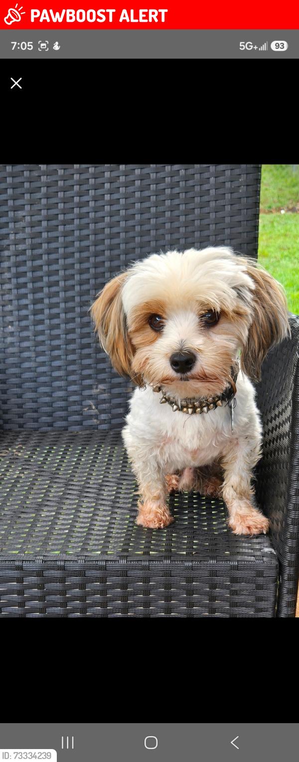 Lost Male Dog last seen Honey Creek Rd, Rockdale County, GA 30013
