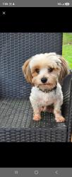 Lost Male Dog last seen Honey Creek Rd, Rockdale County, GA 30013