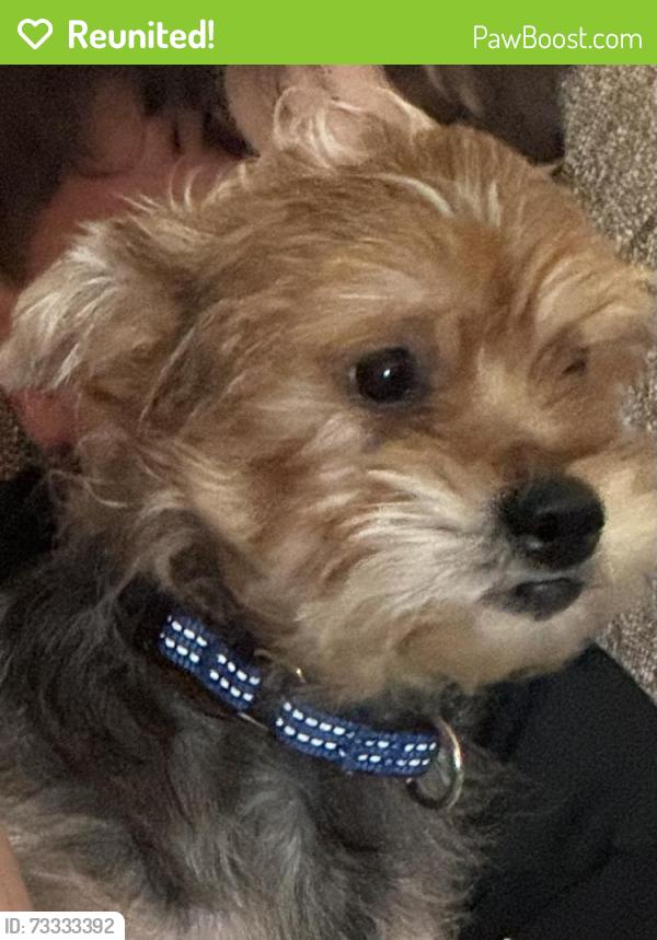 Reunited Male Dog last seen Borland Rd. Pittsburgh, Pittsburgh, PA 15243