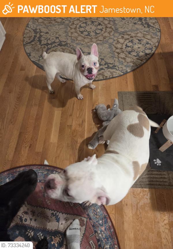 Found/Stray Male Dog last seen Guilford Rd, Jamestown, NC 27282