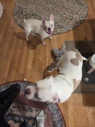Found/Stray Male Dog last seen Guilford Rd, Jamestown, NC 27282