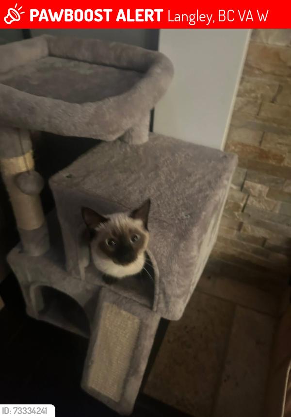 Lost Female Cat last seen Near 54a, Langley, BC V3A 3W4