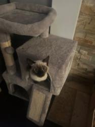 Lost Female Cat last seen Near 54a, Langley, BC V3A 3W4