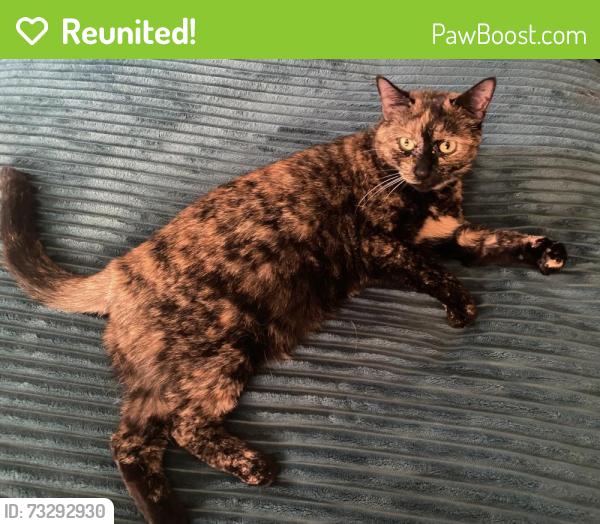 Reunited Female Cat last seen Voorheesville, Voorheesville, NY 12186