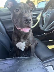 Lost Male Dog last seen Central Park apmts on the blvd, Montgomery, AL 36106
