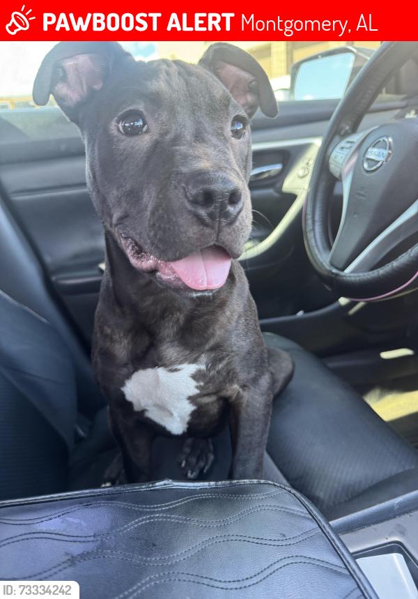 Lost Male Dog last seen Central Park apmts on the blvd, Montgomery, AL 36106