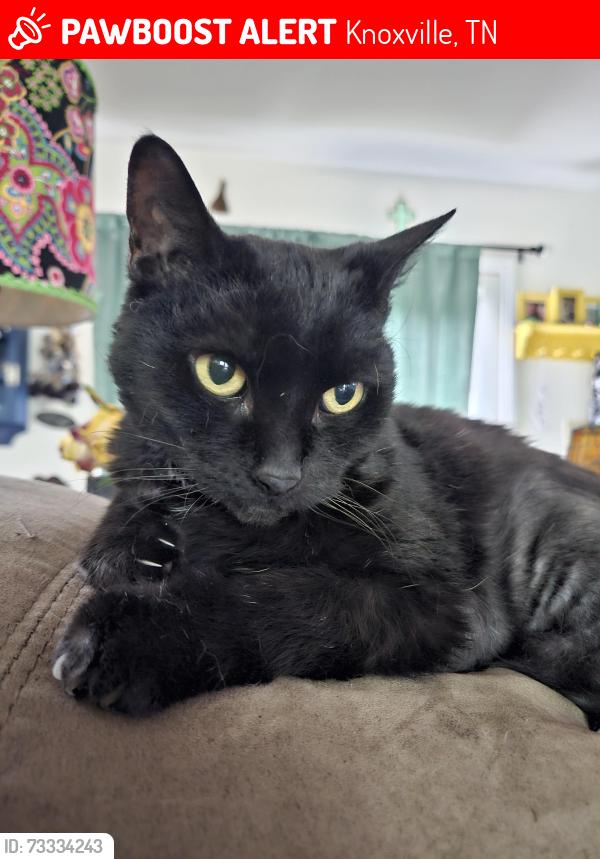 Lost Female Cat last seen Fountian city Methodist church, Sr johns school, Knoxville, TN 37918