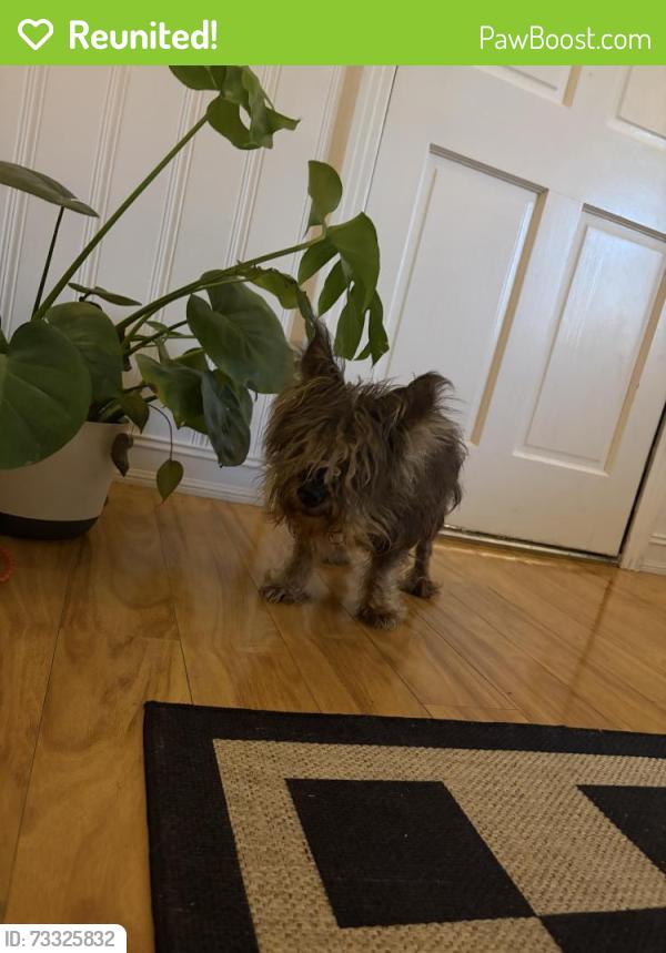 Reunited Male Dog last seen Pelican Terrace and Indian River Drive, Jensen Beach, FL 34957