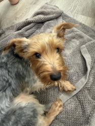 Found/Stray Male Dog last seen Nagel crossing, San Antonio, TX 78247