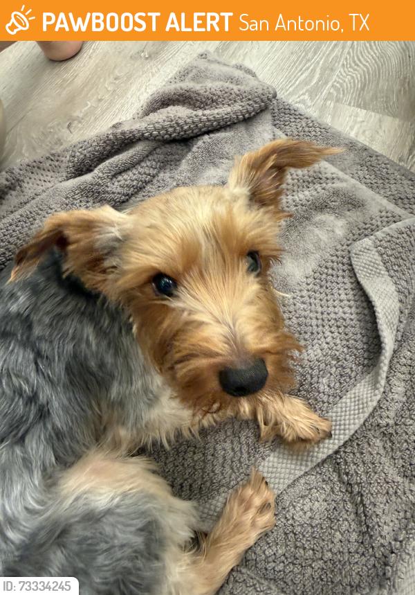 Found/Stray Male Dog last seen Nagel crossing, San Antonio, TX 78247
