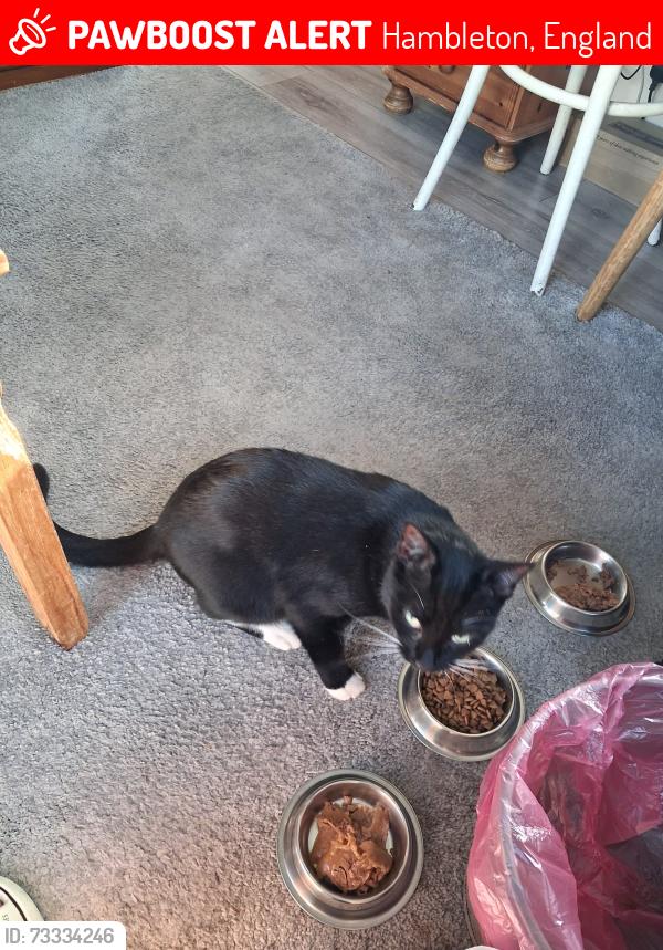Lost Male Cat last seen Poulton ly flyde, Hambleton, England 