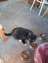 Lost Male Cat last seen Poulton ly flyde, Hambleton, England 