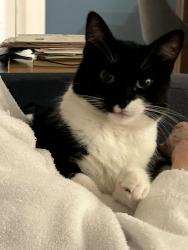 Reunited Female Cat last seen Capilano Road and Ridgewood, North Vancouver, BC V7R 4H4