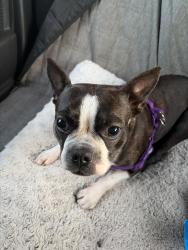 Found/Stray Female Dog last seen 34th ave N and 16th st N, St. Petersburg, FL 33704