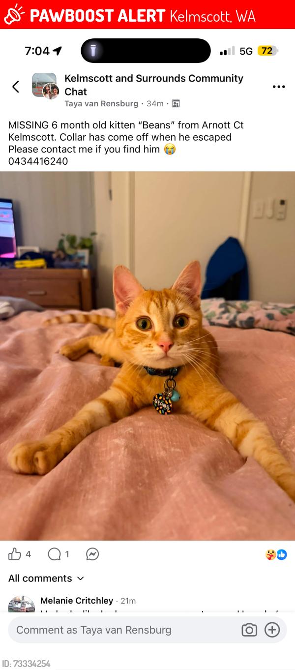 Lost Male Cat last seen arnott court kelmscott, Kelmscott, WA 6111
