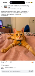 Lost Male Cat last seen arnott court kelmscott, Kelmscott, WA 6111