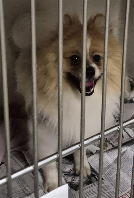 Shelter Stray Male Dog last seen Near BLOCK S LAS VEGAS BLVD, LAS VEGAS NV 89183, 655 N Mojave Rd, Las Vegas, NV 89101, USA