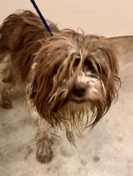 Shelter Stray Male Dog last seen Near BLOCK W 38 ST, 3599 NW 79th Ave, Doral, FL 33122, USA