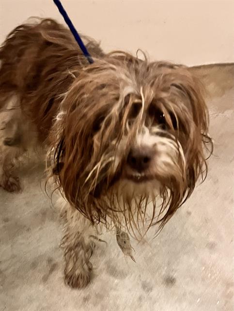 Shelter Stray Male Dog last seen Near BLOCK W 38 ST, 3599 NW 79th Ave, Doral, FL 33122, USA