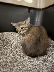 Shelter Stray Male Cat last seen Near, 2600 S Harding St, Indianapolis, IN 46221, USA