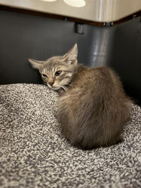 Shelter Stray Male Cat last seen Near, 2600 S Harding St, Indianapolis, IN 46221, USA