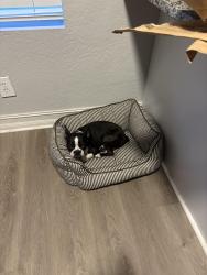 Reunited Male Dog last seen Minoso St, Orlando, FL 32811