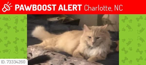 Lost Male Cat last seen Skyline drive, Charlotte, NC 28269