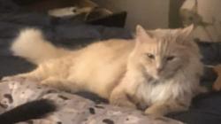 Lost Male Cat last seen Skyline drive, Charlotte, NC 28269