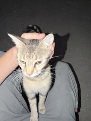 Lost Male Cat last seen Near Dr Martin Luther King Jr BlvdKansas City, MO 64130United States, Kansas City, MO 64130