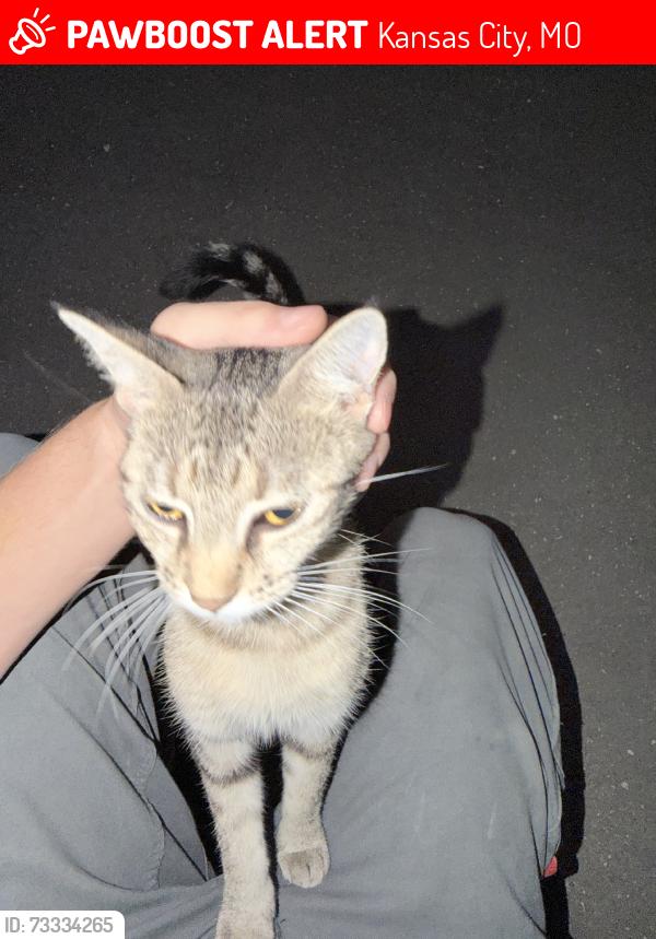 Lost Male Cat last seen Near Dr Martin Luther King Jr BlvdKansas City, MO 64130United States, Kansas City, MO 64130