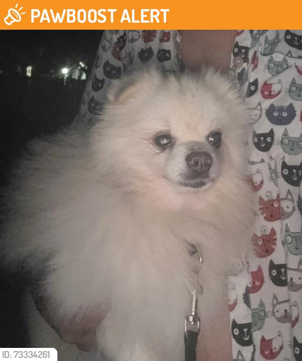 Found/Stray Male Dog last seen Near ave, Miami-Dade County, FL 33030