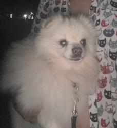 Found/Stray Male Dog last seen Near ave, Miami-Dade County, FL 33030
