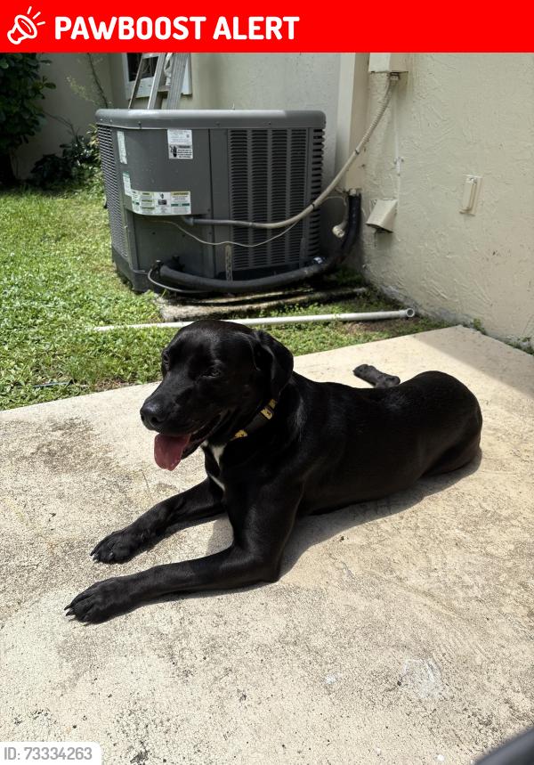 Lost Male Dog last seen Northlake blvd, Palm Beach Gardens, FL 33418