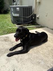 Lost Male Dog last seen Northlake blvd, Palm Beach Gardens, FL 33418