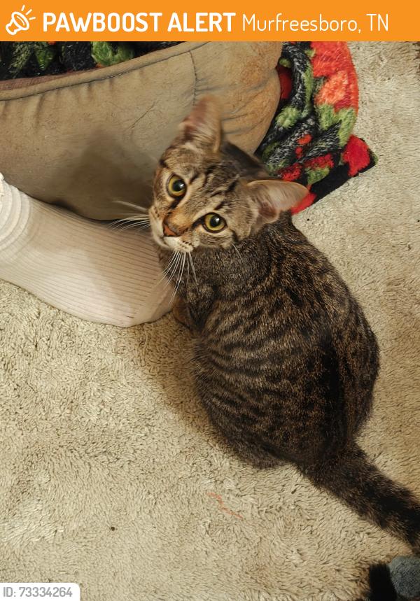 Found/Stray Female Cat last seen Aldi South Church St, Murfreesboro, TN 37127