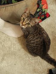 Found/Stray Female Cat last seen Aldi South Church St, Murfreesboro, TN 37127