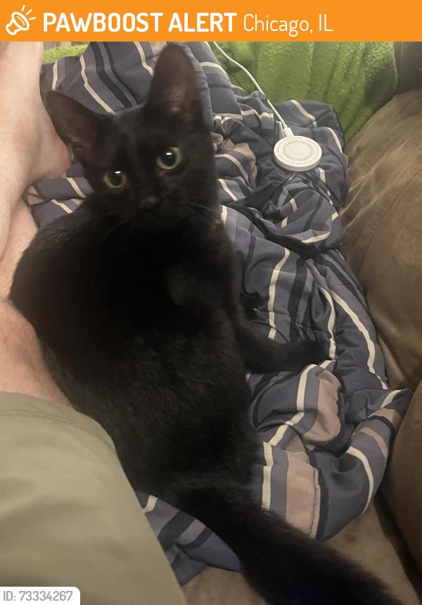 Found/Stray Unknown Cat last seen Marshfield and Wrightwood, Chicago, IL 60614