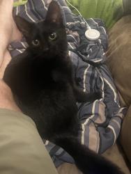 Found/Stray Unknown Cat last seen Marshfield and Wrightwood, Chicago, IL 60614