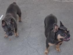Found/Stray Unknown Dog last seen 28th street and Valencia ave, San Bernardino, CA 92404