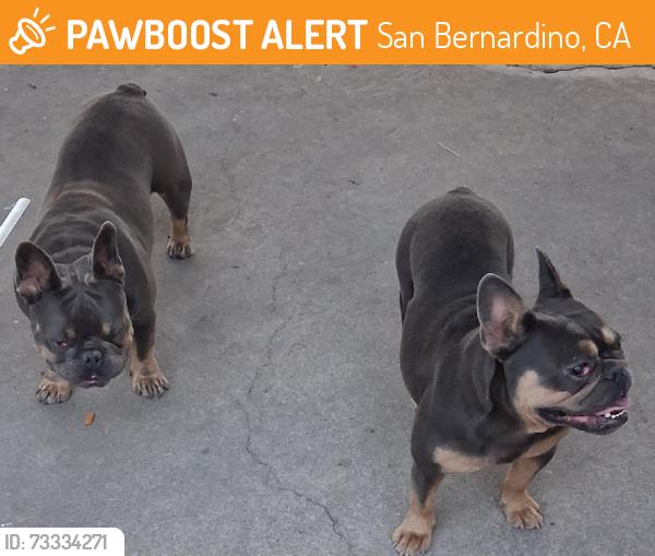 Found/Stray Unknown Dog last seen 28th street and Valencia ave, San Bernardino, CA 92404