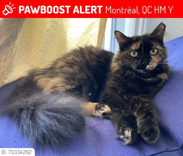 Lost Female Cat last seen Chabanel et Louvain, Montréal, QC H2M 1Y2