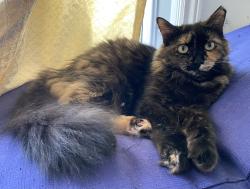 Lost Female Cat last seen Chabanel et Louvain, Montréal, QC H2M 1Y2